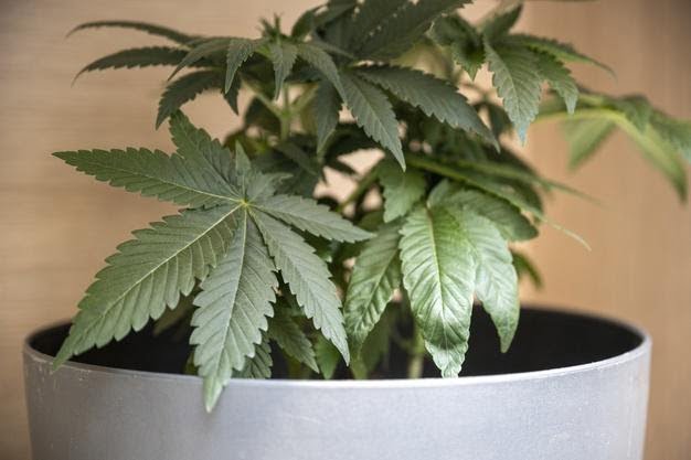 Everything You Need To Know About Marijuana Plant thumbnail