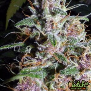 thumbnail MOAB-Mother Of All Buds Feminized Seeds