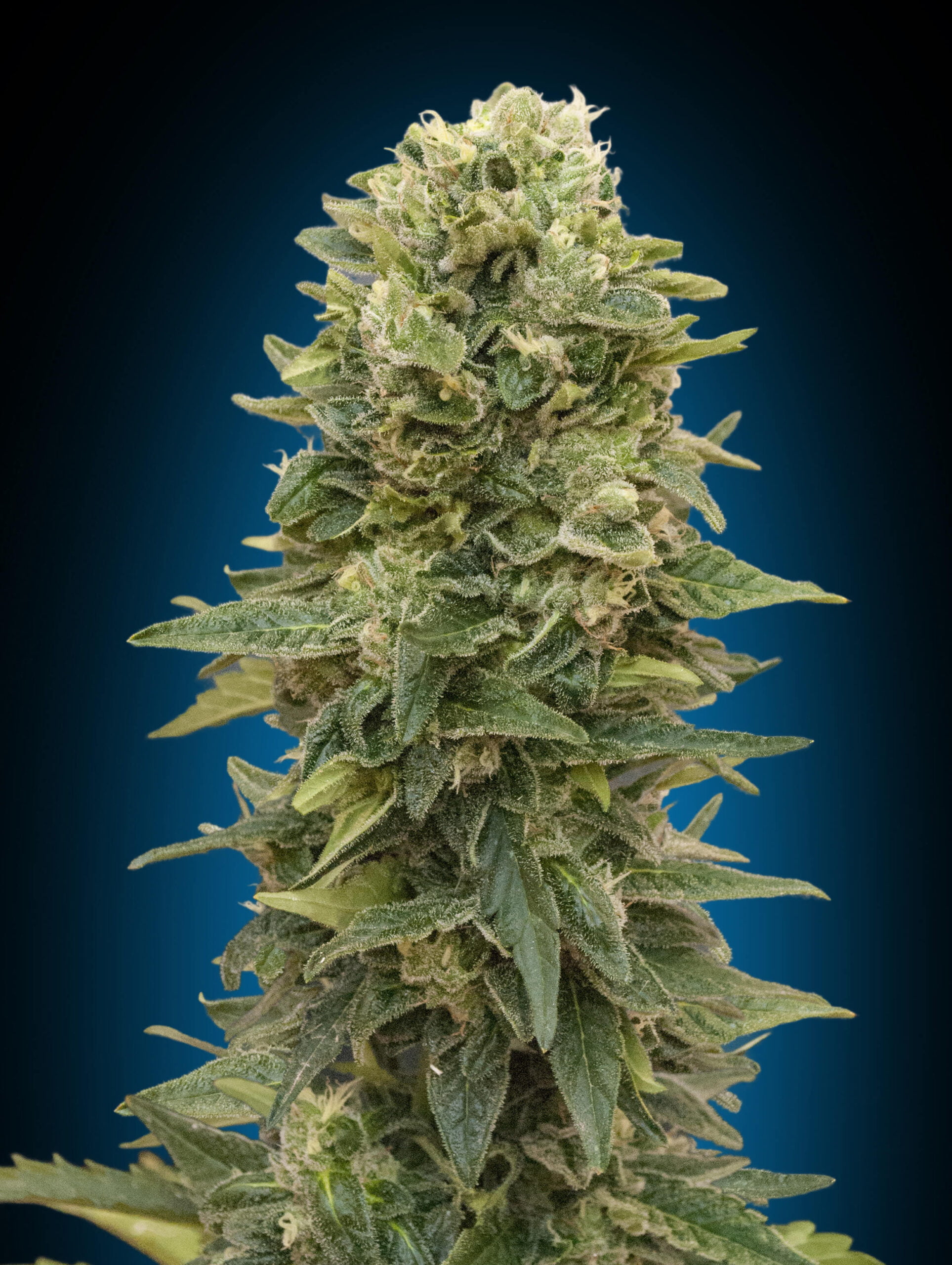 Buy Afghan Mass Autoflowering Seeds At The Best Price!