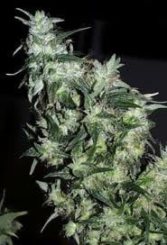thumbnail Afghani Special Feminized Seeds