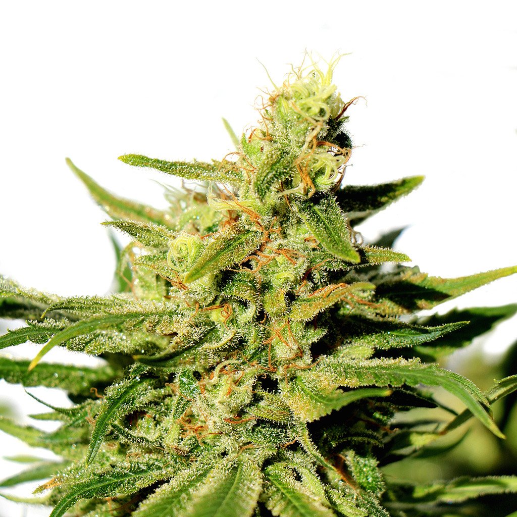 Buy BCN Diesel CBD Feminized Seeds at the best price!