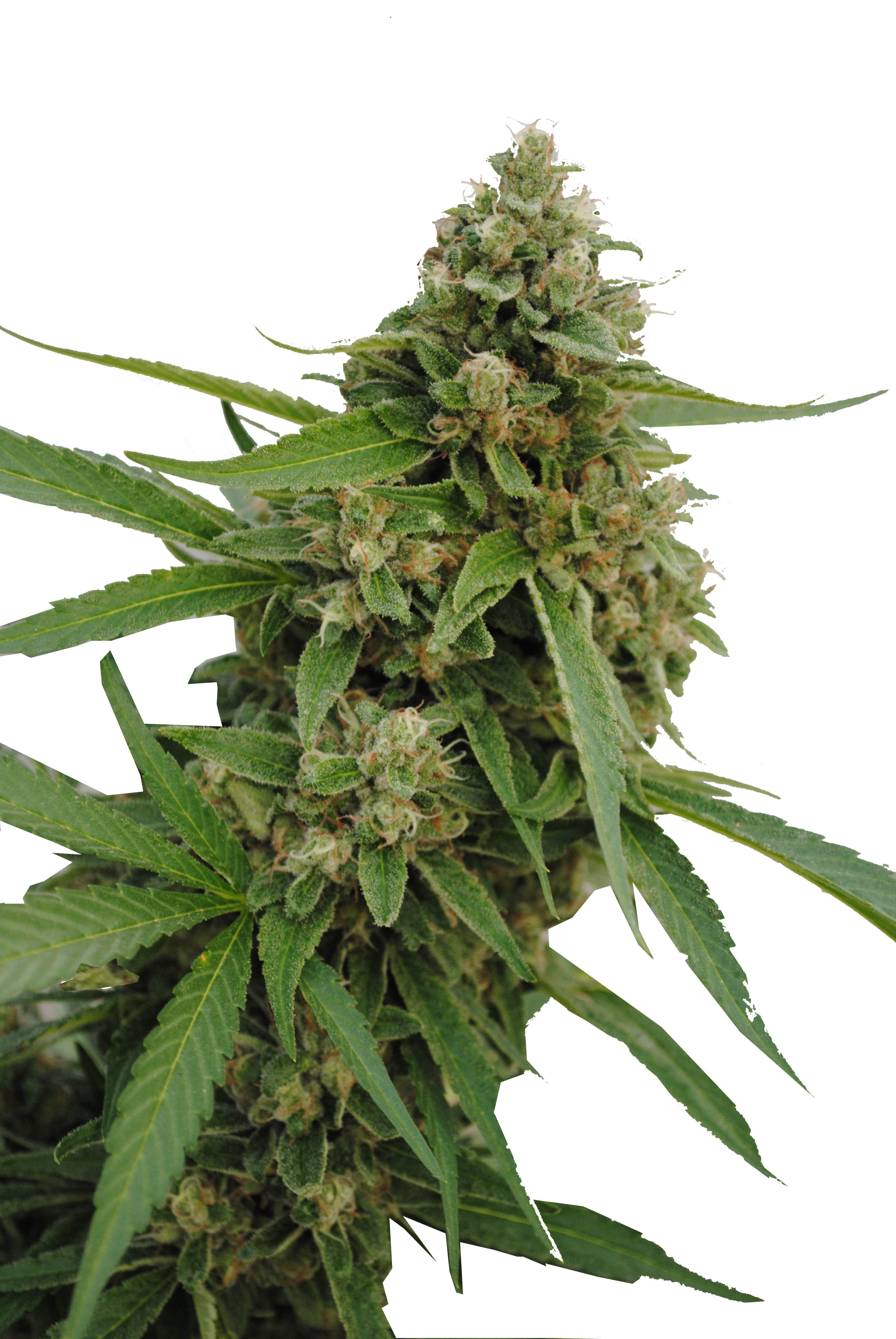 Buy Cbd Bubba Kush Feminized Seeds Compare Cannabis Prices And Strains 6114