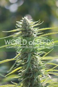 thumbnail Colombian Gold Feminized Seeds