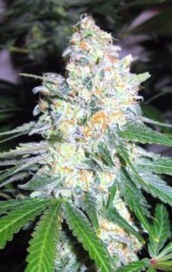 thumbnail Diesel Berry Cough Feminized Seeds