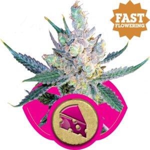 thumbnail Royal Cheese FAST Version Feminized Seeds