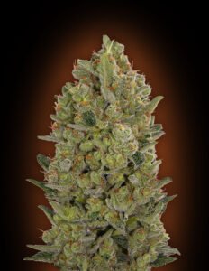 thumbnail Female Collection #3 Feminized Seeds
