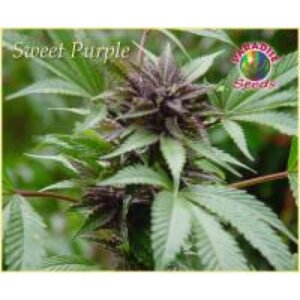 thumbnail Sweet Purple Feminized Seeds