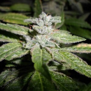 thumbnail Fromage Blue Feminized Seeds