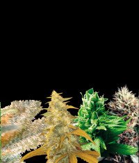 thumbnail Indica Collection Feminized Seeds