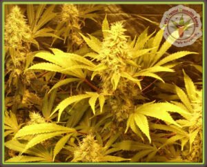 thumbnail Kali and the Chocolate Factory Feminized Seeds