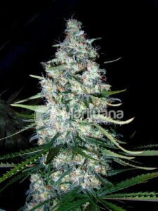thumbnail Mexican Sativa Seeds