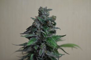 thumbnail Moscow Bluberry Feminized Seeds