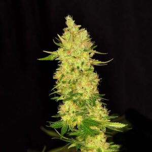 thumbnail Northern Cheese Feminized Seeds