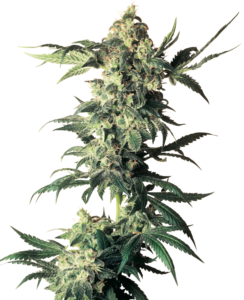 thumbnail White Label Northern Lights Feminized Seeds
