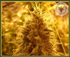 thumbnail Puff Puff Pass Out Feminized Seeds
