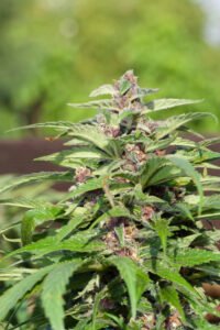 thumbnail Red Purps Feminized Seeds