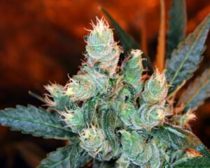 thumbnail Rocksters Cheese Feminized Seeds