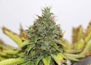thumbnail Northern Soul Feminized Seeds