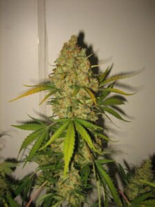 thumbnail Skunk Special Feminized Seeds