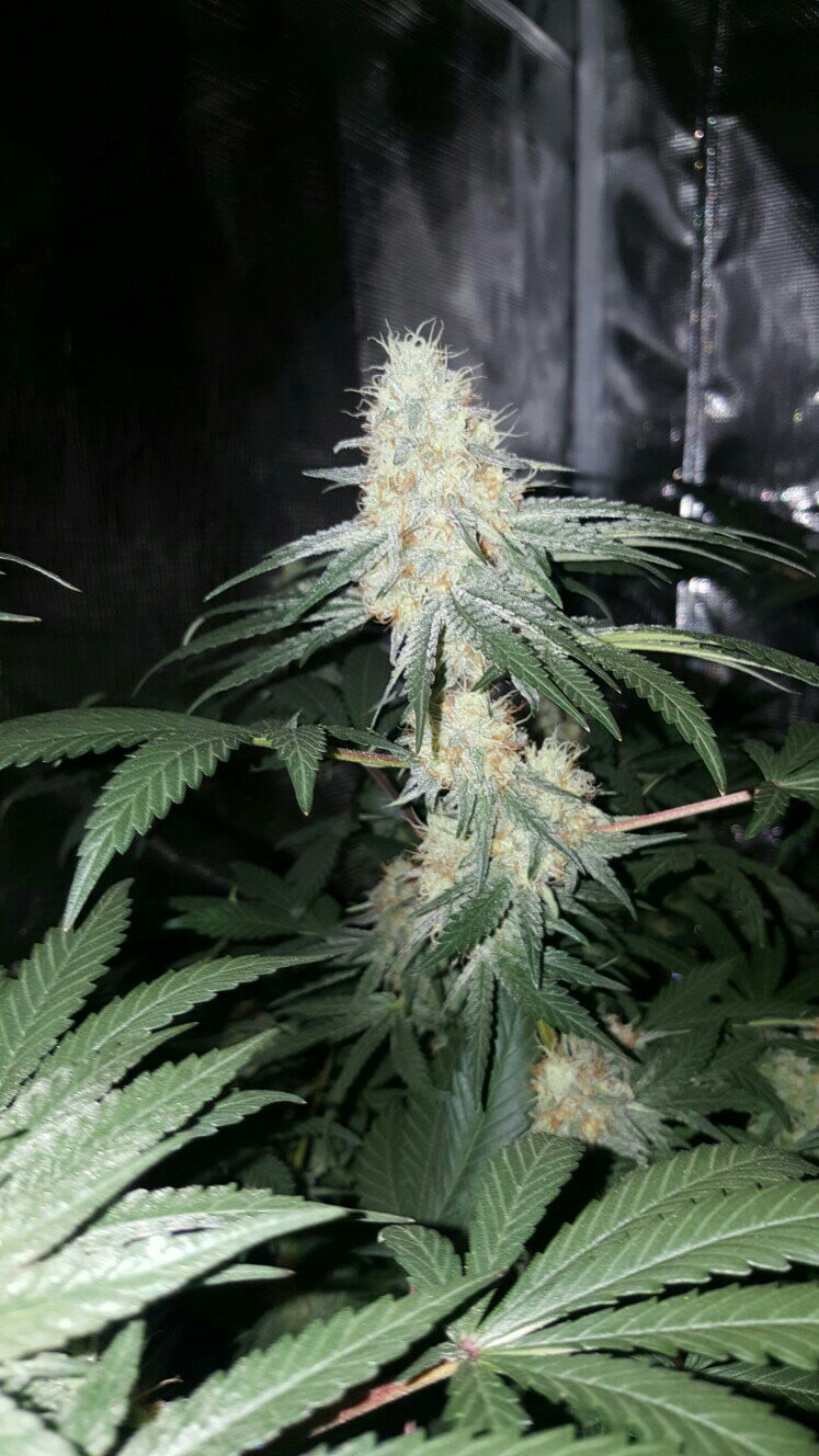 Buy Skywalker Autoflowering Seeds at the best price!