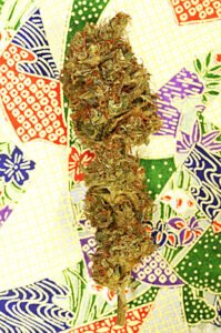 thumbnail Southern Lights #7 Feminized Seeds