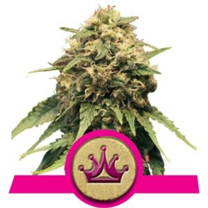 thumbnail Special Queen #1 Feminized Seeds