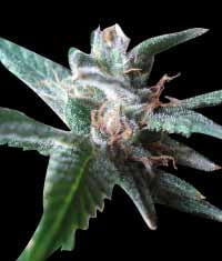 thumbnail Stoned Immaculate Feminized Seeds
