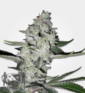thumbnail Super Sweet Tooth Feminized Seeds
