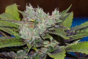 thumbnail Sweet Tooth 3 BX2 Seeds