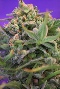 thumbnail Sweet Cheese FAST Version Feminized Seeds