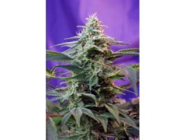 thumbnail Sweet Special FAST Version Feminized Seeds