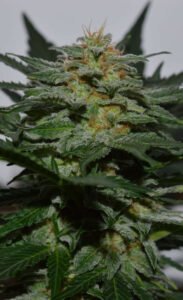 thumbnail SweetBerry Cough Autoflowering Seeds
