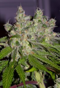 thumbnail Sweet Tooth3 BX1 Seeds