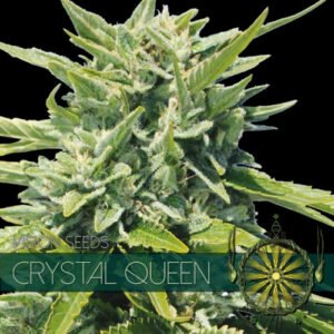thumbnail Crystal Queen Feminized Seeds