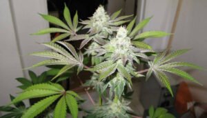 thumbnail 78 (Gold Collection) Feminized Seeds