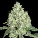 thumbnail 91 Krypt-Limited Collection Seeds