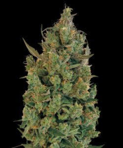 thumbnail Blueberry Cheese (Blue Cheese) Feminized Seeds
