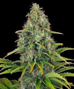 thumbnail Blueberry Cheese (Blue Cheese) Autoflowering Seeds