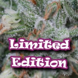 thumbnail Dark Cookie (Limited Edition) Feminized Seeds