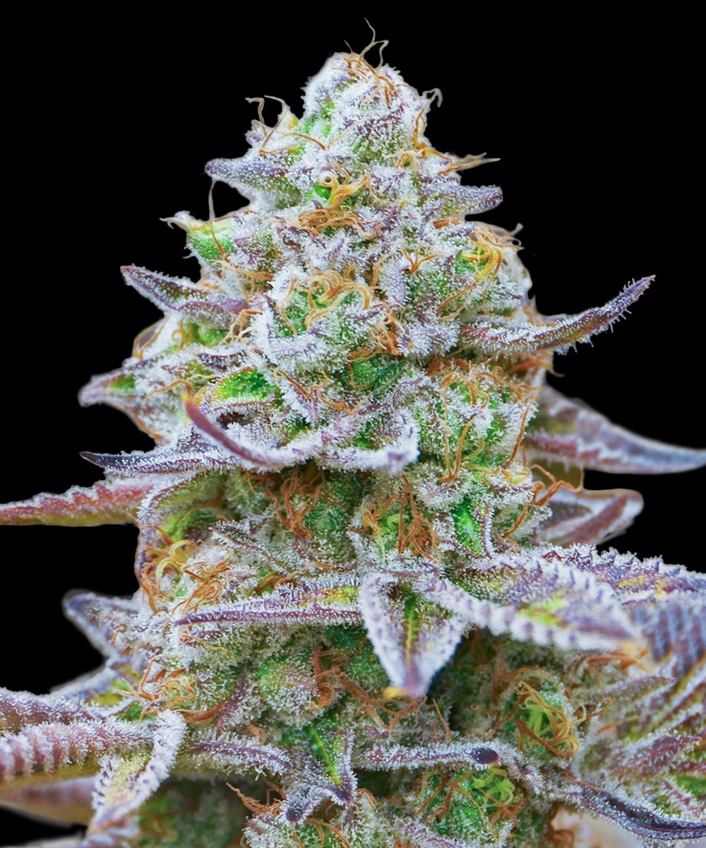 Buy Gorilla Zkittlez Feminized Seeds at the best price!