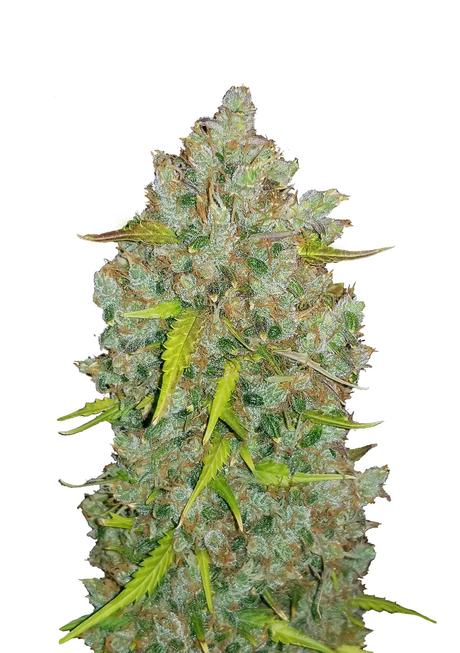 pineapple bubble gum strain