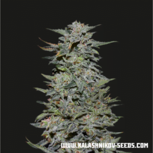 thumbnail Boy Scout Cookies Feminized Seeds