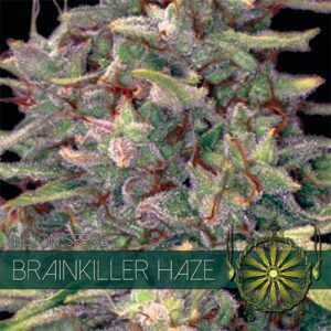 thumbnail Brainkiller Haze Feminized Seeds