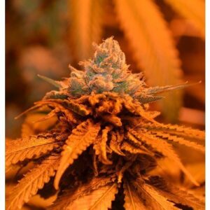 thumbnail CandyLand Seeds
