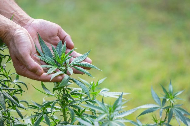 hand touching marijuana leaves