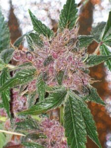 thumbnail Cherries Jubilee (Gold Collection) Feminized Seeds