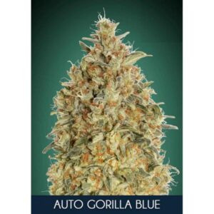 thumbnail Gorilla Blue Autoflowering Seeds