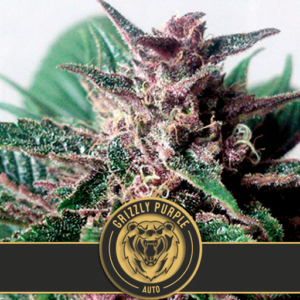thumbnail Grizzly Purple Autoflowering Seeds