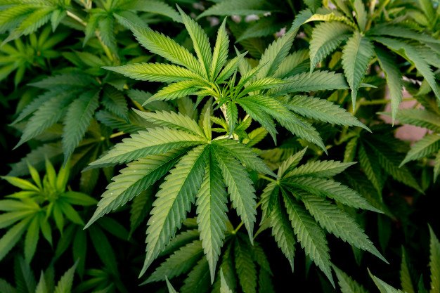 medical cannabis growing