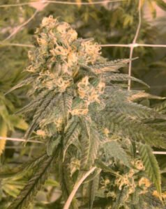 thumbnail Mint Milano (Gold Collection) Feminized Seeds